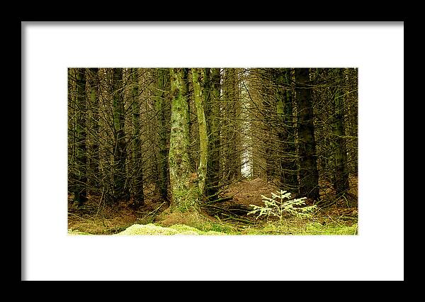 Fur Tree Framed Print featuring the photograph Newcomer by Elena Perelman