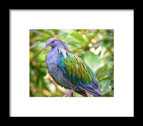Nature Framed Print featuring the photograph Nicobar Island Occupant by Judy Kay