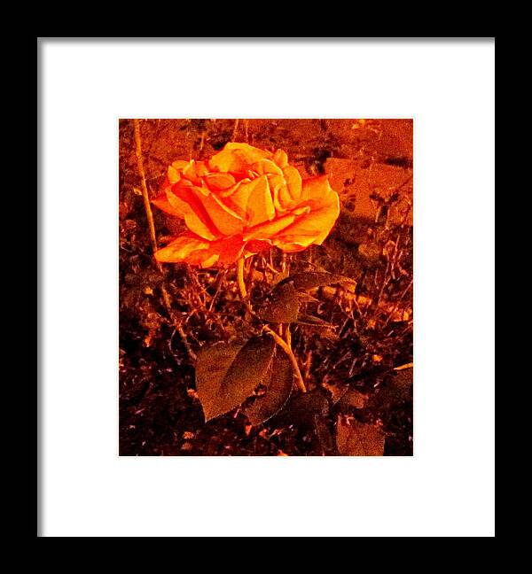 Rose Framed Print featuring the photograph Night Bloomer by Abby Humphries