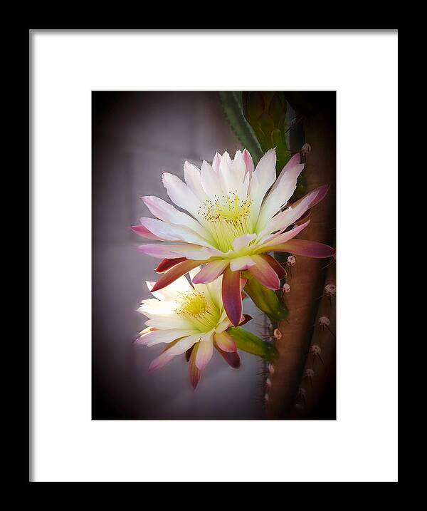 Night-blooming Cactus Framed Print featuring the photograph Night Blooming Cereus by Marilyn Smith