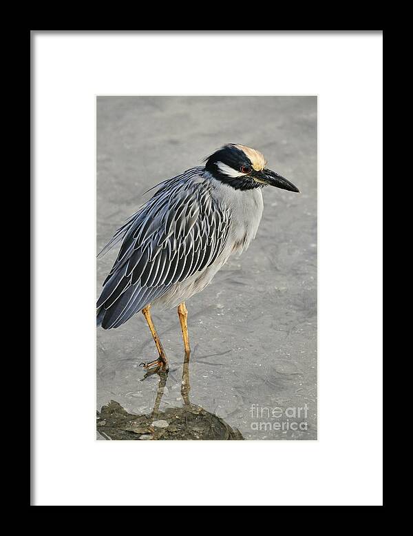 Night Heron Framed Print featuring the photograph Night Heron with breeding colors by Rose Hill