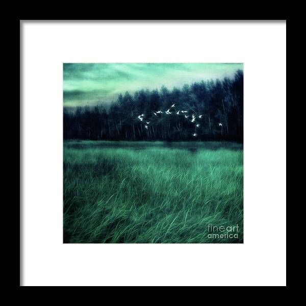 Poem Framed Print featuring the photograph Nightbirds by Priska Wettstein
