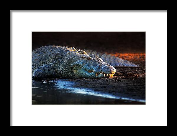 Crocodile Framed Print featuring the photograph Nile crocodile on riverbank-1 by Johan Swanepoel
