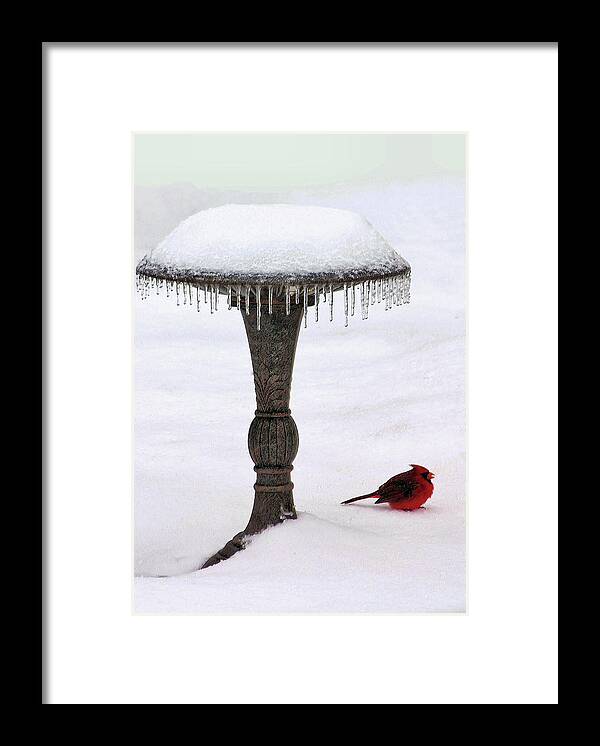 Snow Framed Print featuring the photograph No Bath Today by Kristin Elmquist