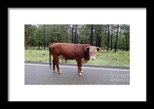 Bull Framed Print featuring the photograph No Bull by Roberta Byram