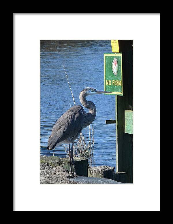 Great Blue Heron Framed Print featuring the photograph No Fishing by Jerry Griffin