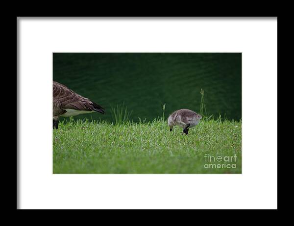 Goose Framed Print featuring the photograph No Matter How Far I Drift Away by Dale Powell