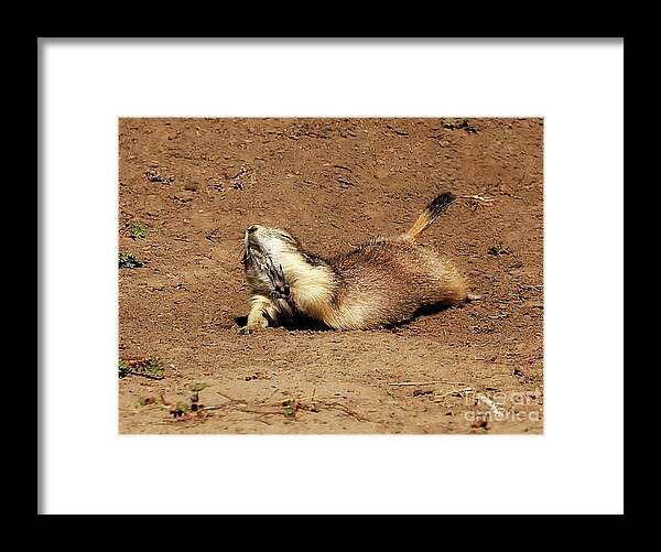 Prairie Dog Framed Print featuring the photograph No, No Stop. You're Killing Me. That Joke Is Too Funny. by Clare VanderVeen