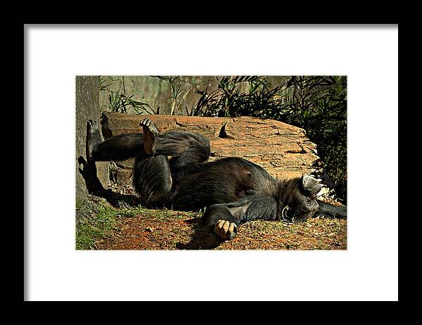 Chimpanzee Framed Print featuring the photograph No Worries by Jessica Brawley
