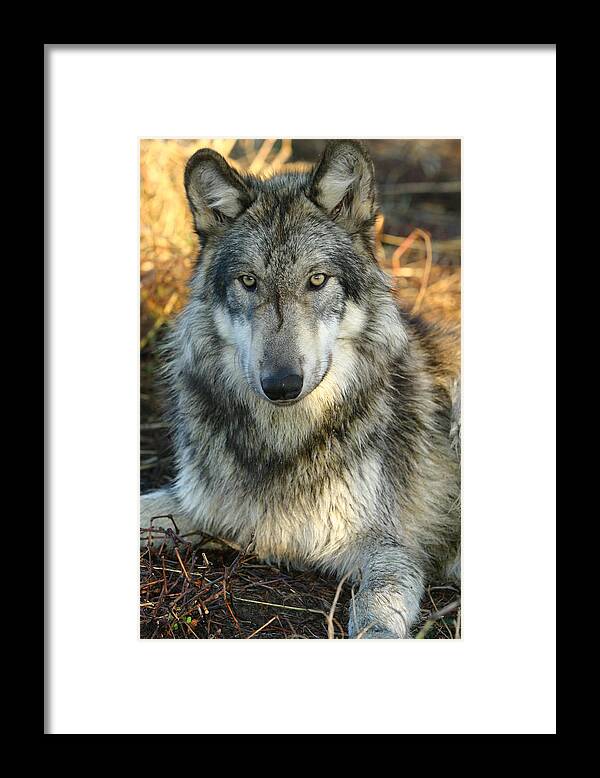 Wolf Lupine Canis Lupus Animal Wildlife Photography Photograph Framed Print featuring the photograph Noble Lupine by Shari Jardina