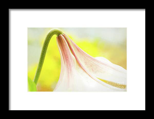 Lily Show 2017 Framed Print featuring the photograph Nodding by Marilyn Cornwell