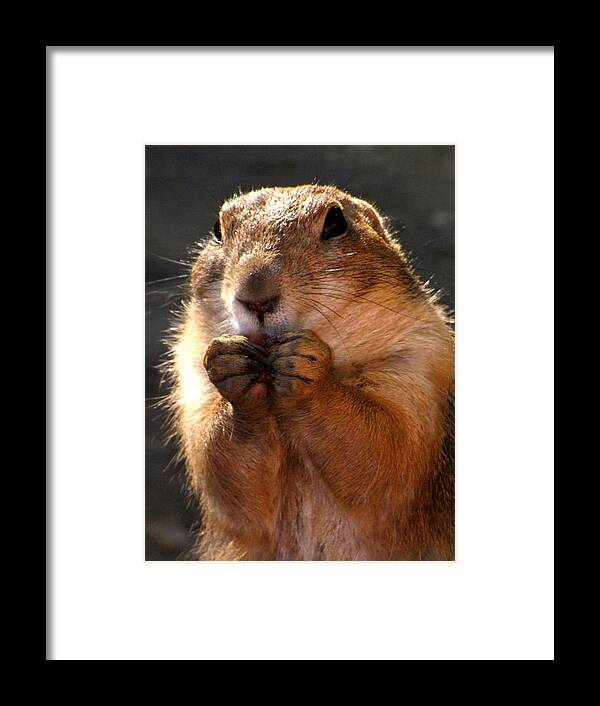 Prairie Dogs Framed Print featuring the photograph Snacking Prairie Dog by Lori Lafargue