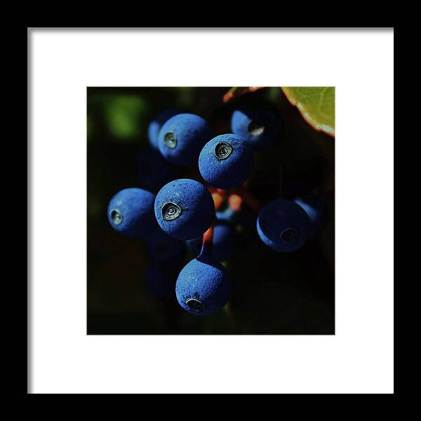 Berries Framed Print featuring the photograph Noon by Amy Neal