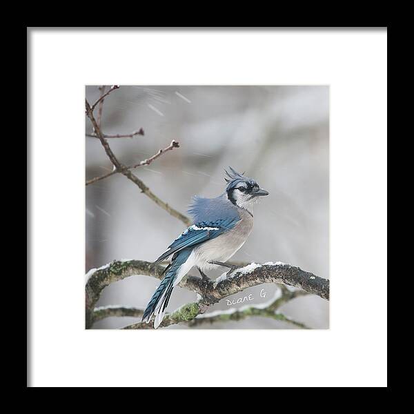  Blue Jay Framed Print featuring the photograph Nor' Easter Blue Jay by Diane Giurco