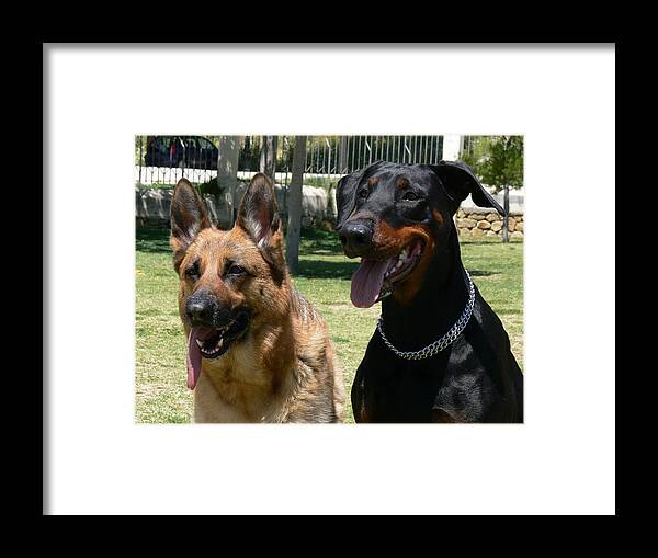 Animal Photography Framed Print featuring the photograph Nora and Daisy by Janina Suuronen