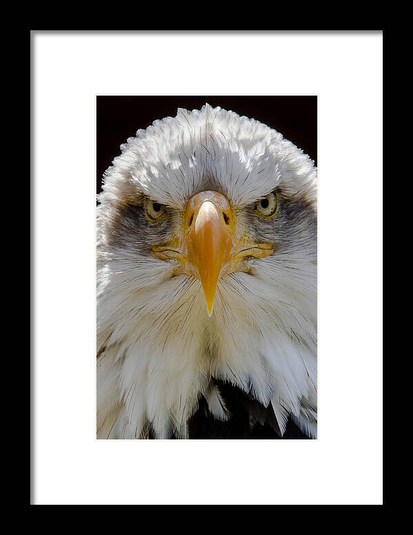 North American Bald Eagle Framed Print featuring the photograph North American bald eagle by Andy Myatt