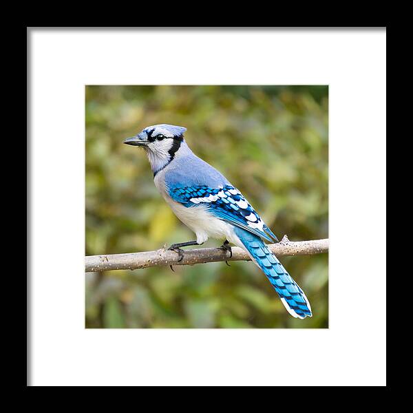 Blue Jay Framed Print featuring the photograph North American Blue Jay by Jim Hughes