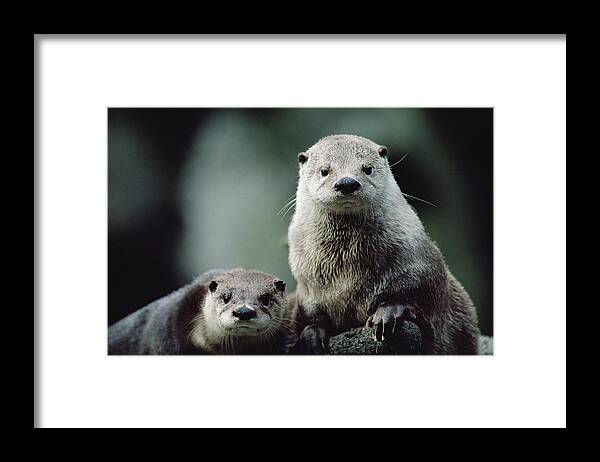 Mp Framed Print featuring the photograph North American River Otter Lontra by Gerry Ellis