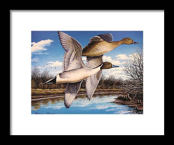 Duck Framed Print featuring the painting North Fork Pintails by Anthony J Padgett
