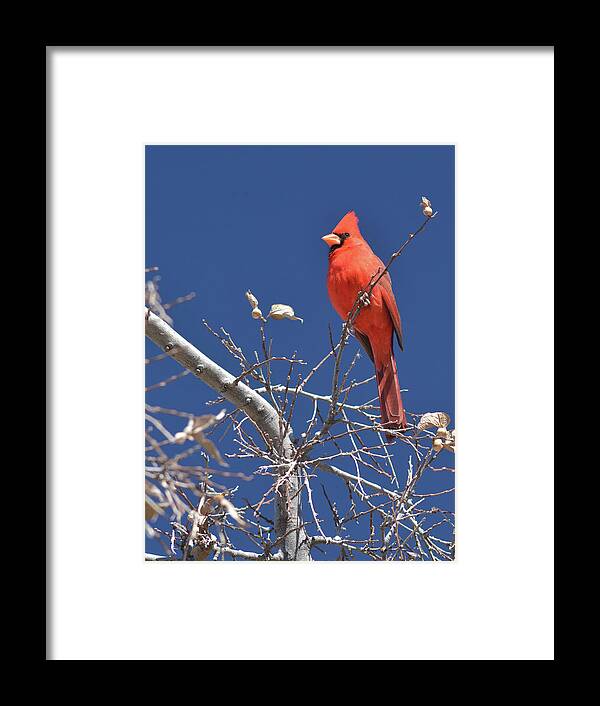 Northern Framed Print featuring the photograph Northern Cardinal 1185-030518-1cr by Tam Ryan