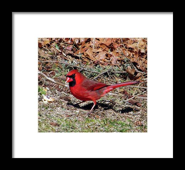 Cardinal Framed Print featuring the photograph Northern Cardinal by CAC Graphics