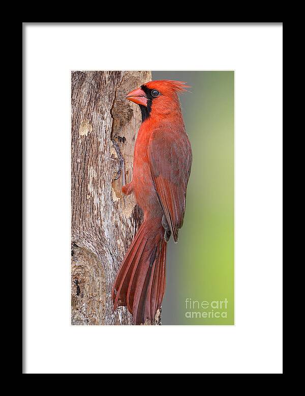 Northern Cardinal Male Framed Print featuring the photograph Northern Cardinal Male by Bonnie Barry