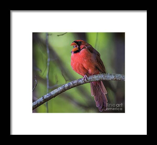 Nature Framed Print featuring the photograph Northern Cardinal - Male by DB Hayes