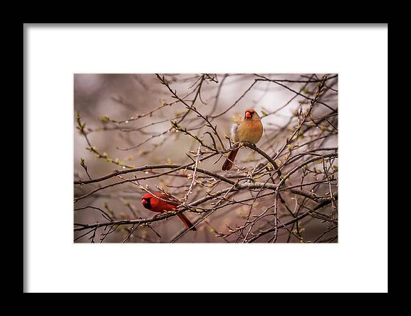 Terry D Photography Framed Print featuring the photograph Northern Cardinal Pair in Spring by Terry DeLuco