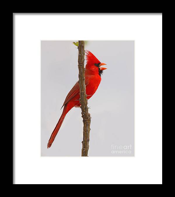 Northern Cardinal Framed Print featuring the photograph Northern Cardinal Proclaiming Spring Territory by Max Allen