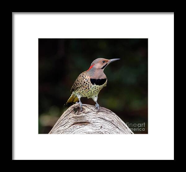 Bird Framed Print featuring the photograph Northern Flicker by DB Hayes