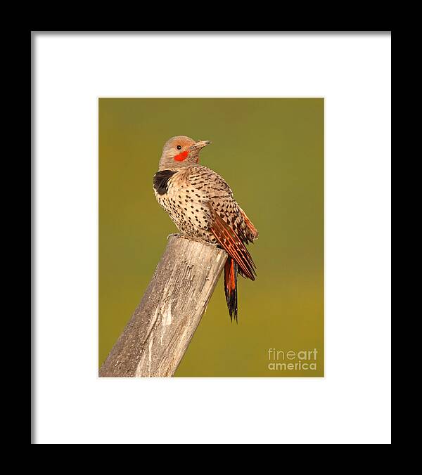 Flicker Framed Print featuring the photograph Northern Flicker Looking Back by Max Allen