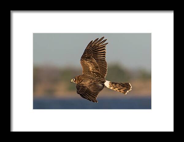 Circus Cyaneus Framed Print featuring the photograph Northern Harrier in Flight by Kevin Giannini