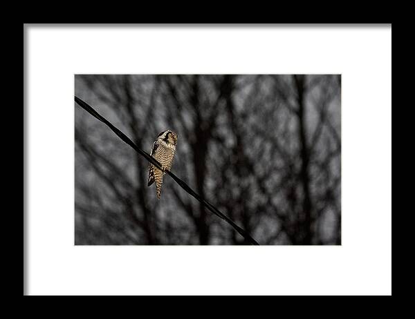 Lehtokukka Framed Print featuring the photograph Northern hawk-owl 22 by Jouko Lehto