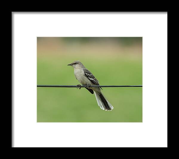 Bird Framed Print featuring the photograph Northern Mockingbird by Holden The Moment