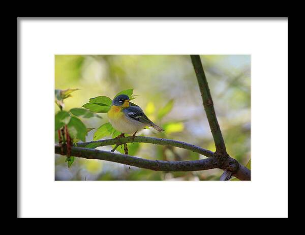 Gary Hall Framed Print featuring the photograph Northern Parula by Gary Hall