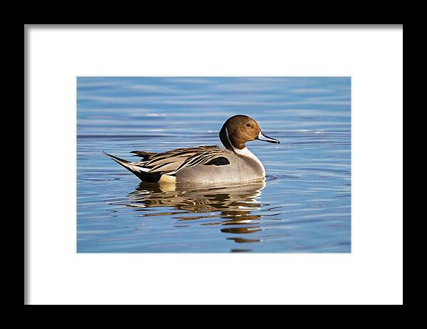 Mark Miller Photos Framed Print featuring the photograph Northern Pintail Duck by Mark Miller