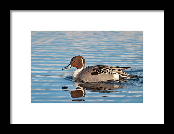 Mark Miller Photos Framed Print featuring the photograph Northern Pintail by Mark Miller