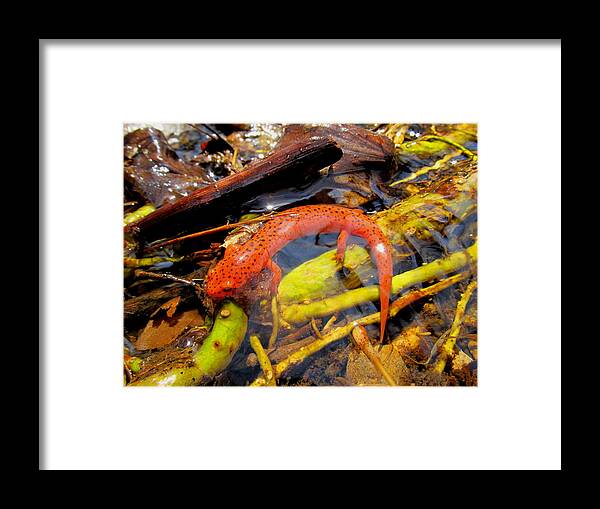 Northern Red Salamander Nature Prints Maryland Appalachian Amphibians Orange Salamander Streams Creek Brook Aquatic Life Water Quality Framed Print featuring the photograph Northern Red Brook by Joshua Bales