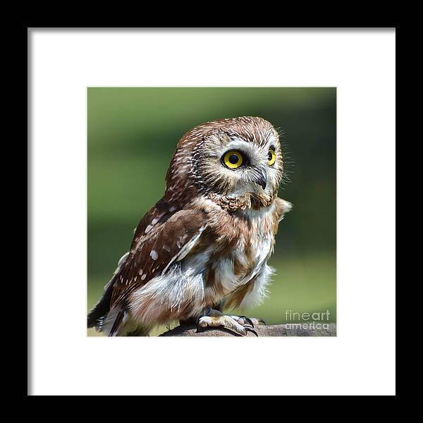 Owl Framed Print featuring the photograph Northern Saw Whet Owl by Amy Porter