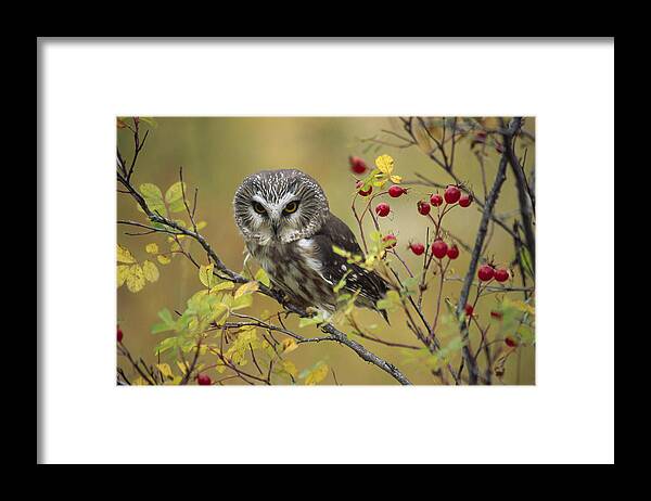 00170536 Framed Print featuring the photograph Northern Saw Whet Owl Perching by Tim Fitzharris