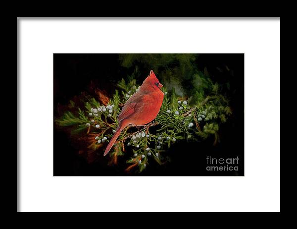 Bird Framed Print featuring the photograph Northern Scarlet Cardinal on White Berries by Janette Boyd