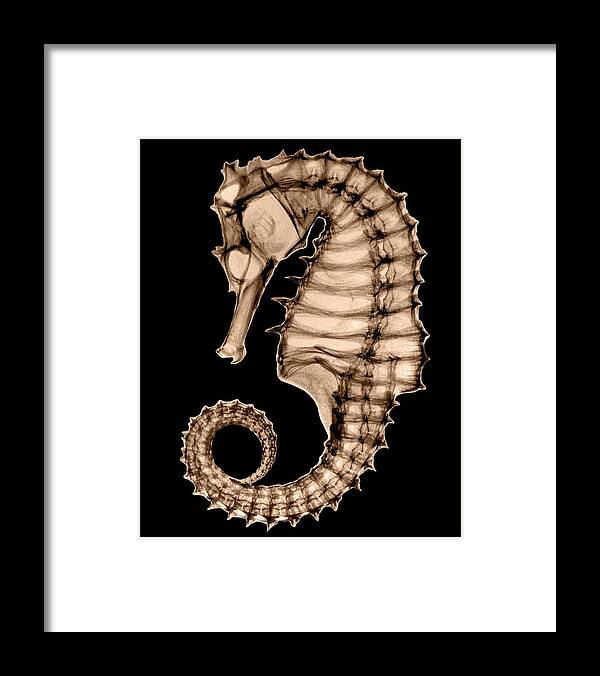 Seahorse Framed Print featuring the photograph Northern Seahorse X-Ray on Black by George Green