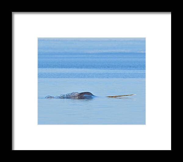 Narwhal Framed Print featuring the photograph Northern Unicorn by Tony Beck