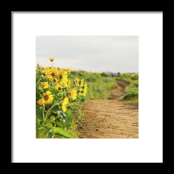 Northwest Balsamroot Framed Print featuring the photograph Northwest Balsamroot on Mosier Plateau by Kunal Mehra