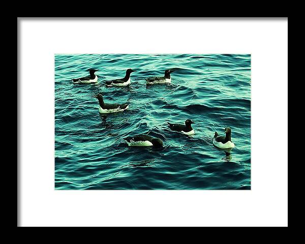 Birds Framed Print featuring the photograph Not Guilty by HweeYen Ong