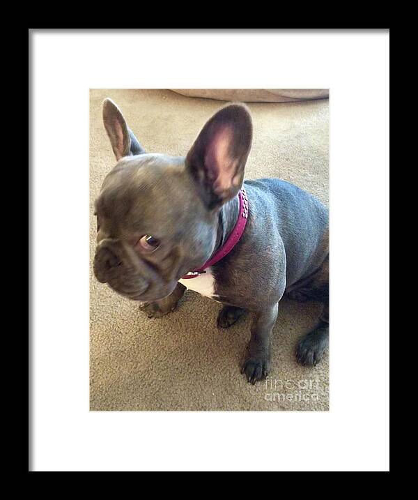 Frenchie Framed Print featuring the photograph Not happy by Dina Calvarese