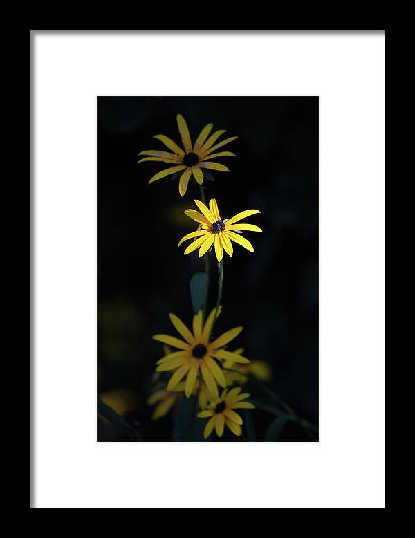 Daisy Framed Print featuring the photograph Not Perfect by Kathleen Scanlan