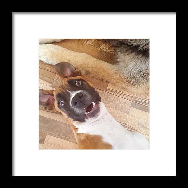 Boxer Framed Print featuring the photograph Nothing Gets More Cray Cray Than Lucy by In My Click Photography