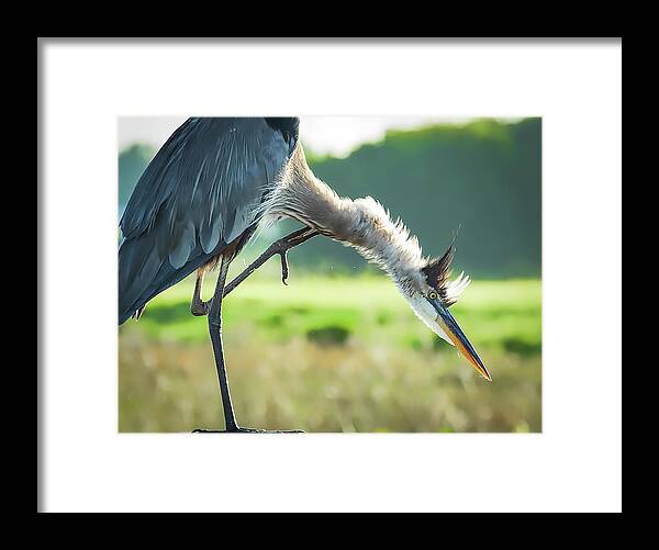 Great Framed Print featuring the photograph Nothing Like A Good Scratch by Richard Goldman