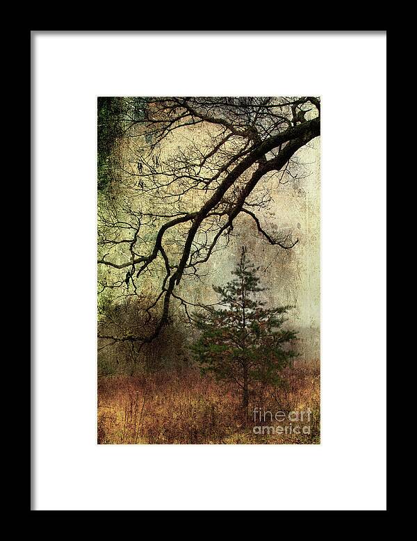 Pine Tree Framed Print featuring the photograph November Mood by Michael Eingle
